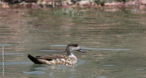 Canard huppé, Lophonetta specularioides - 2008 11 13 172434 Argentine - Puerto Deseado - 675 Crested duck