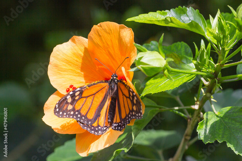 Bunter Schmetterling photo