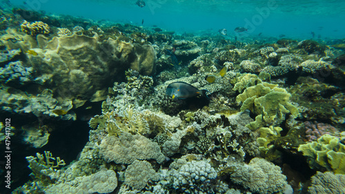 Sohal surgeon fish at the Red Sea swims in shallow water by the beach photo