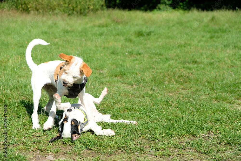 Junger Kromfohrländer und Parson Russell Terrier beim Spiel 