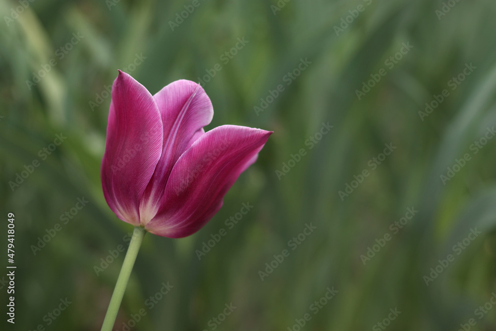 Blurred effect. Close up horizontal image of Pink flower tulip in spring garden. Tulip on green background. First spring flowers. Floral background. Spring .Nature. Freshness. Ecology. Blurred effect. Close up horizontal image of Pink flower tulip in spring garden. Tulip on green background. First spring flowers. Floral background. Spring .Nature. Freshness. Ecology.