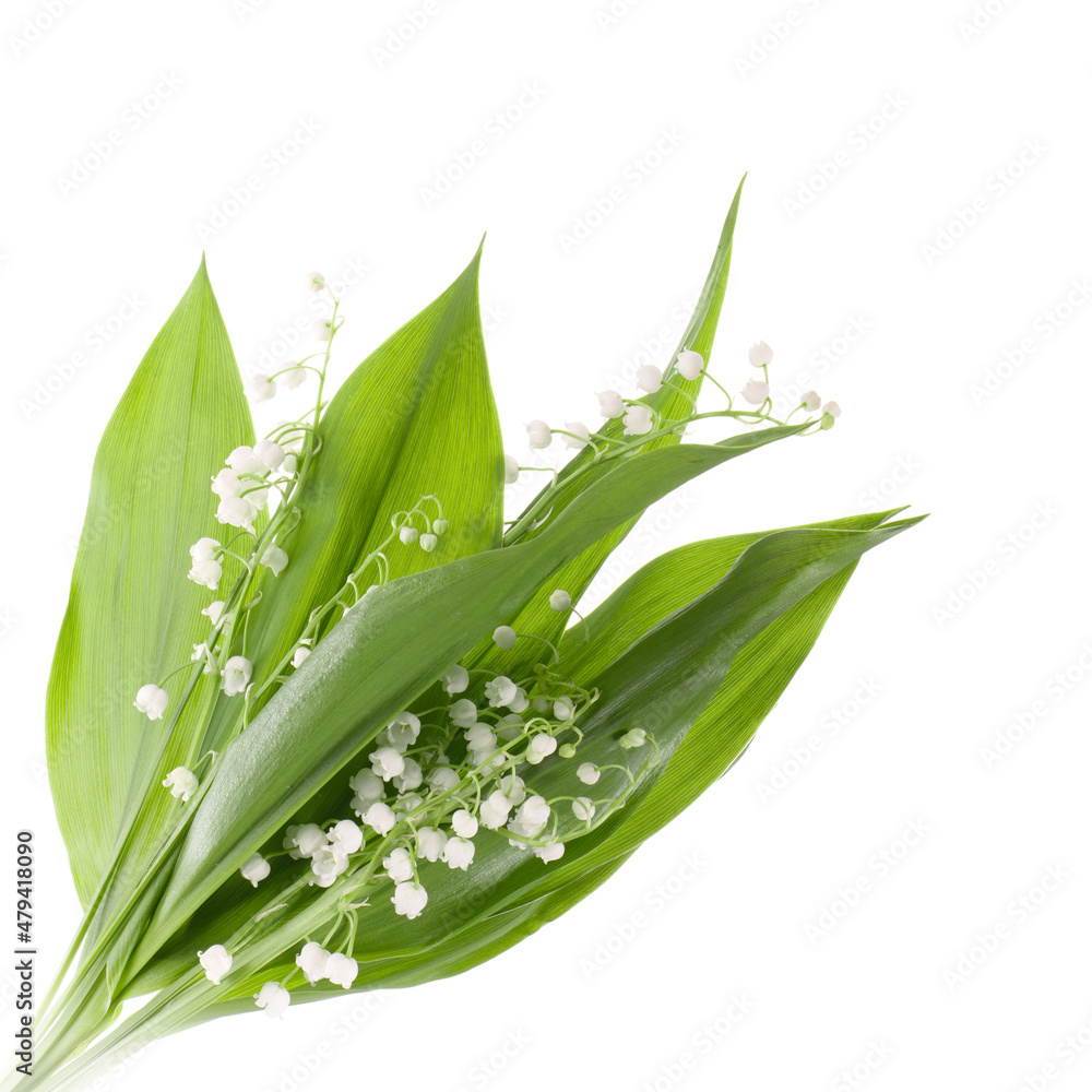 Fototapeta premium bunch of the lily-of-the-valley with leaves isolated on white background