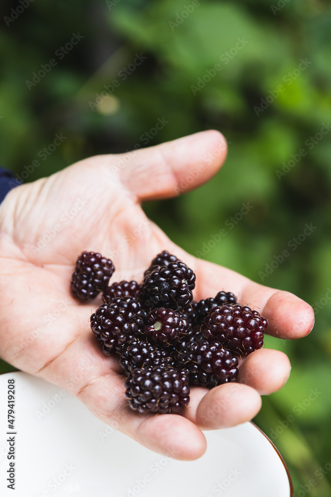 Man's hands holding black raspberries. Vegan. Copy space Man's hands holding black raspberries. Vegan. Copy space