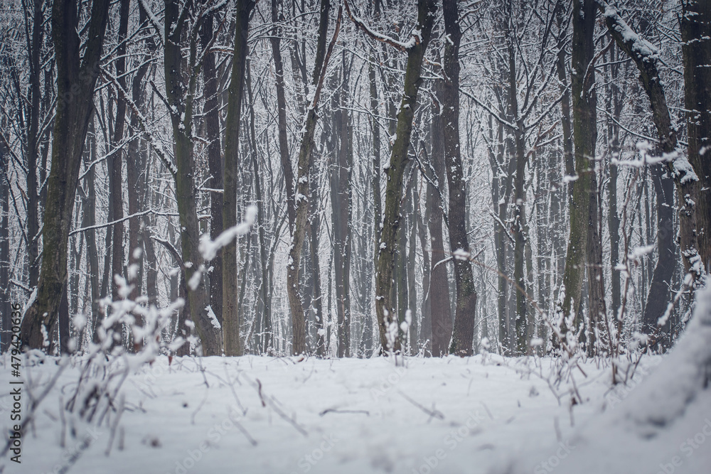 Snow in the woods. Winter forest landscape. Winter landscape. Snow-covered trees. trees in winter without leaves. snow on the trees