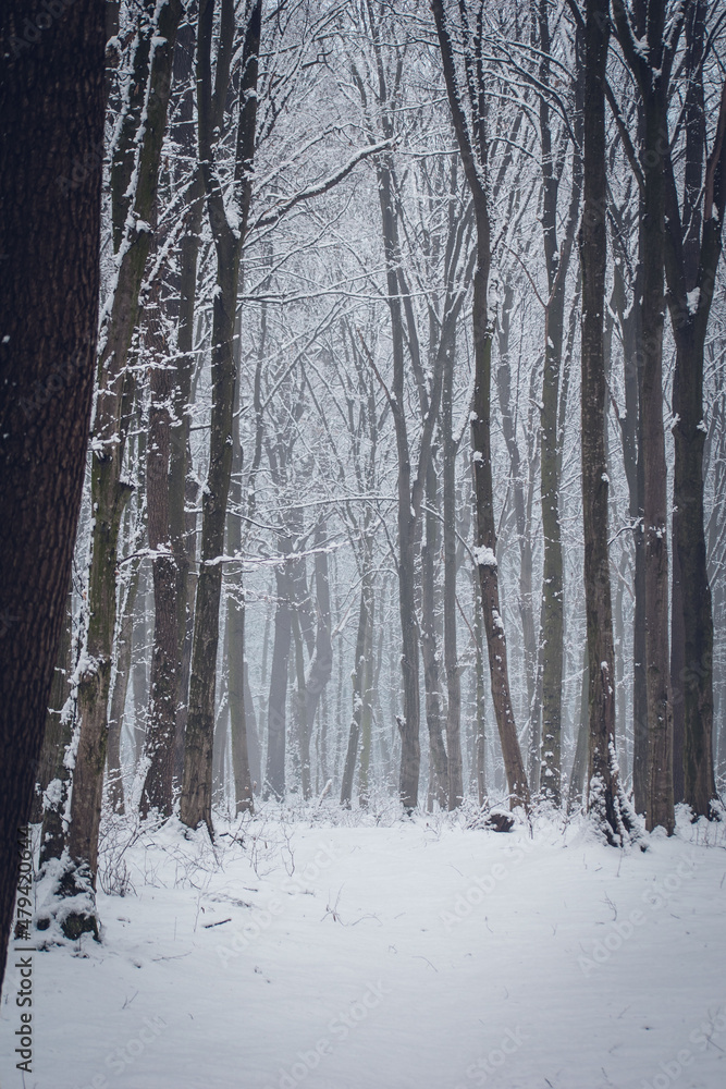 Snow in the woods. Winter forest landscape. Winter landscape. Snow-covered trees. trees in winter without leaves. snow on the trees Snow in the woods. Winter forest landscape. Winter landscape. Snow-covered trees. trees in winter without leaves. snow on the trees