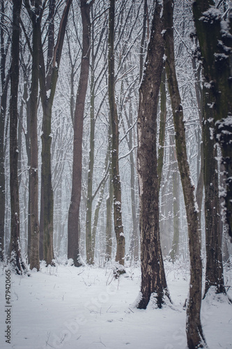 Snow in the woods. Winter forest landscape. Winter landscape. Snow-covered trees. trees in winter without leaves. snow on the trees