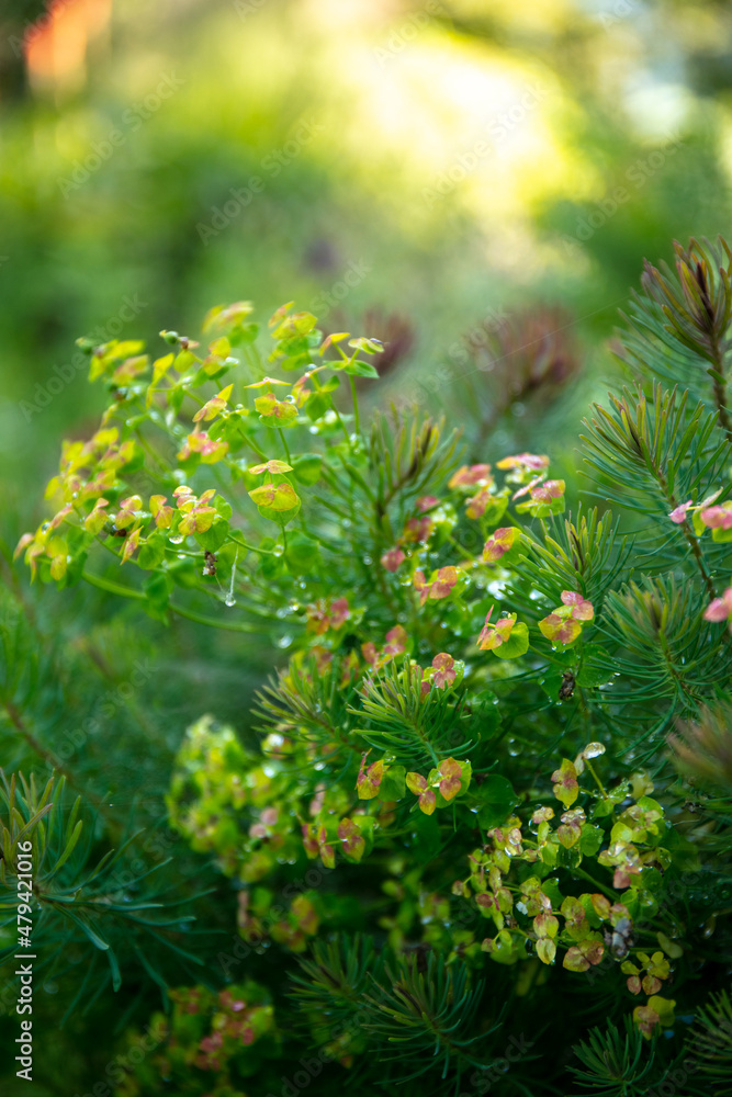 Close-up of the Euphorbia plant the cypress spurge. Close-up of the Euphorbia plant the cypress spurge.