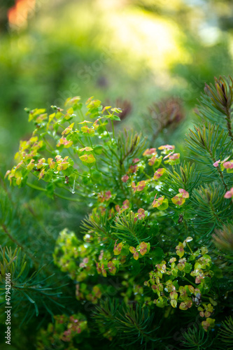 Close-up of the Euphorbia plant the cypress spurge.
