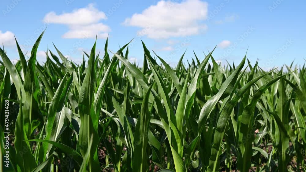 green leaves of corn in a field in summer against a blue sky background. High quality 4k footage green leaves of corn in a field in summer against a blue sky background. High quality 4k footage