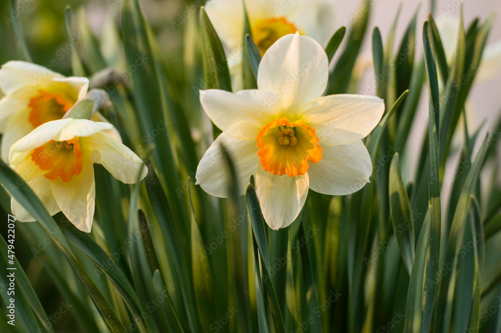 Flower of narcissus in the garden.