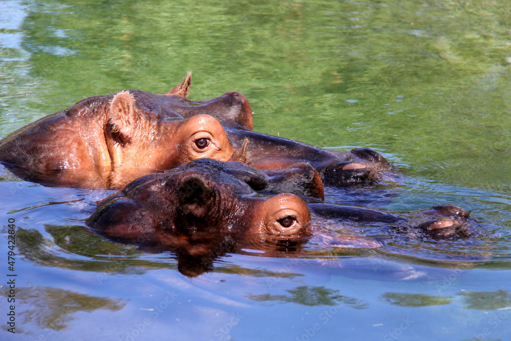 two hippopotamus in water