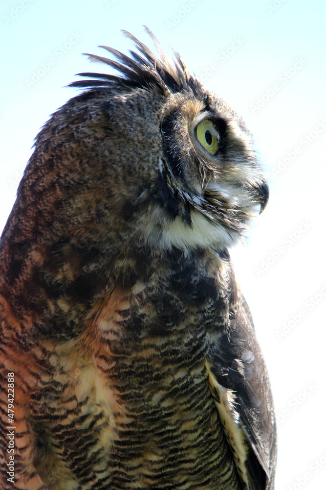 Fototapeta premium close up of an owl