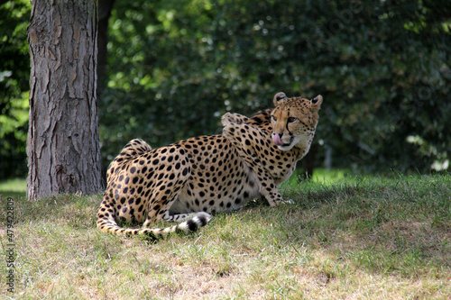 cheetah in the grass