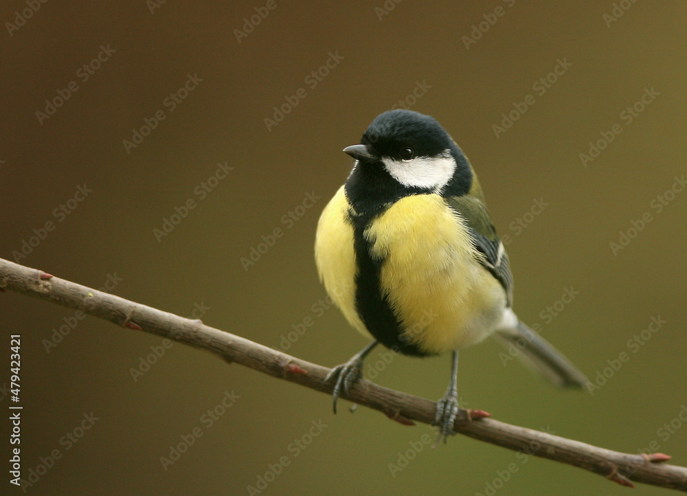 Little Great tit(Parus major) - Sikorka Bogatka. Little Great tit(Parus major) - Sikorka Bogatka.