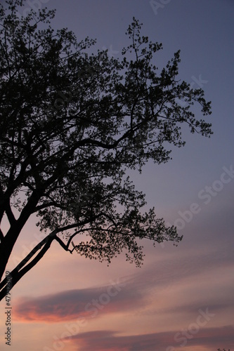 silhouette of a tree at sunset © SofotoCool