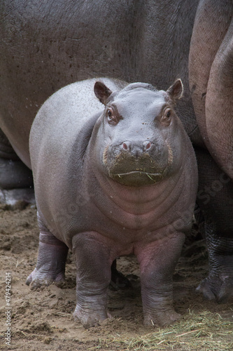 baby hippopotamus in zoo