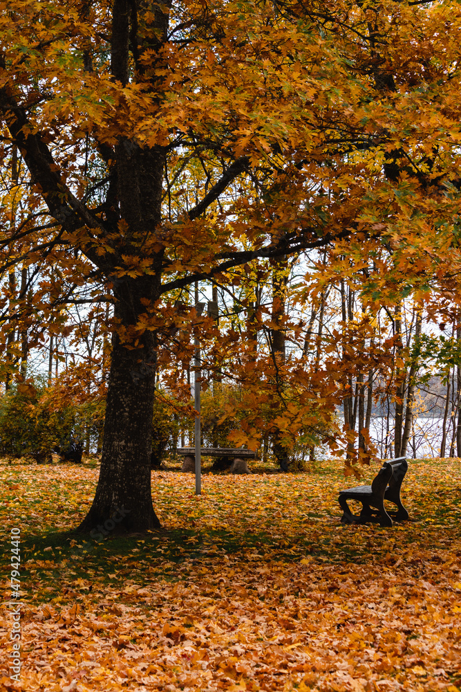 autumn landscape in the park and a bench