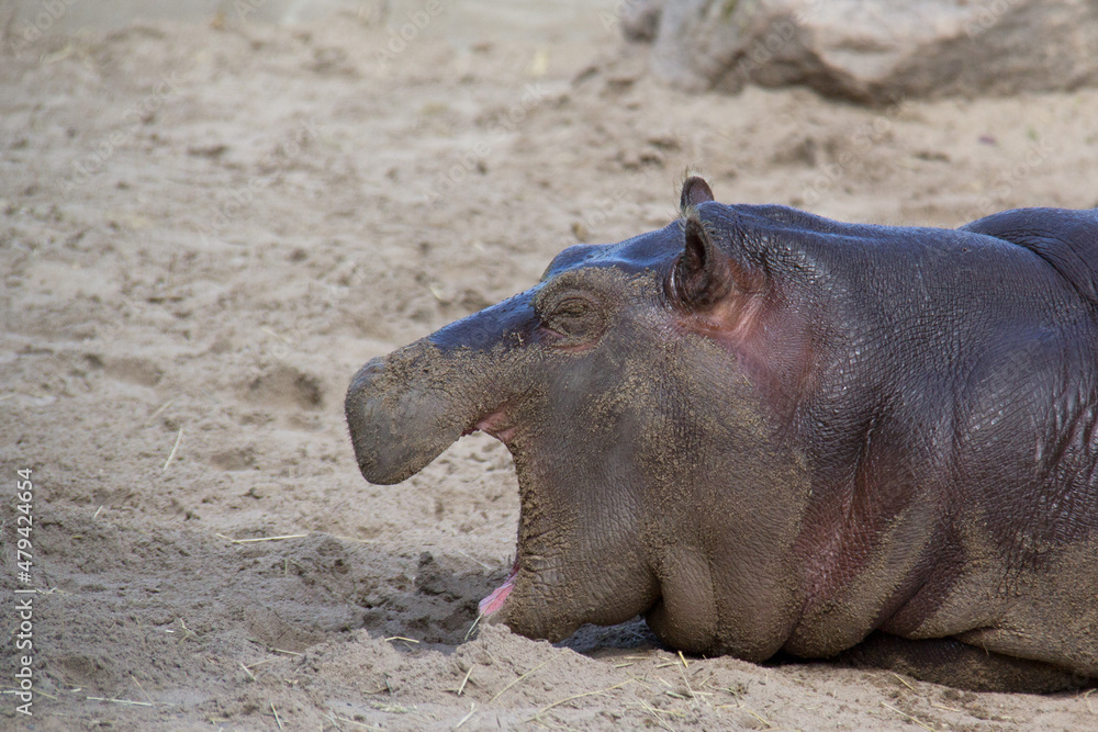 baby hippopotamus yawning on sand baby hippopotamus yawning on sand