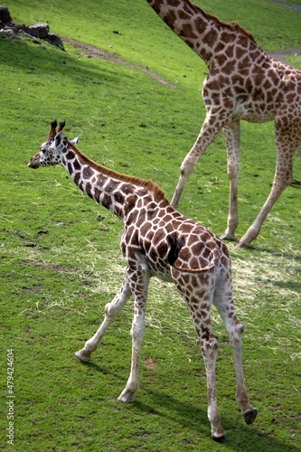 giraffe running in the zoo