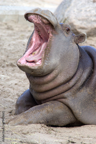 baby hippopotamus yawning on sand