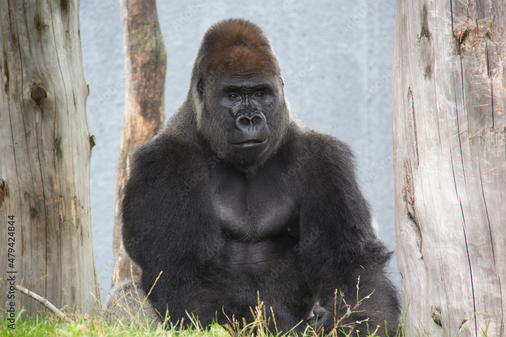 Portrait of a gorilla