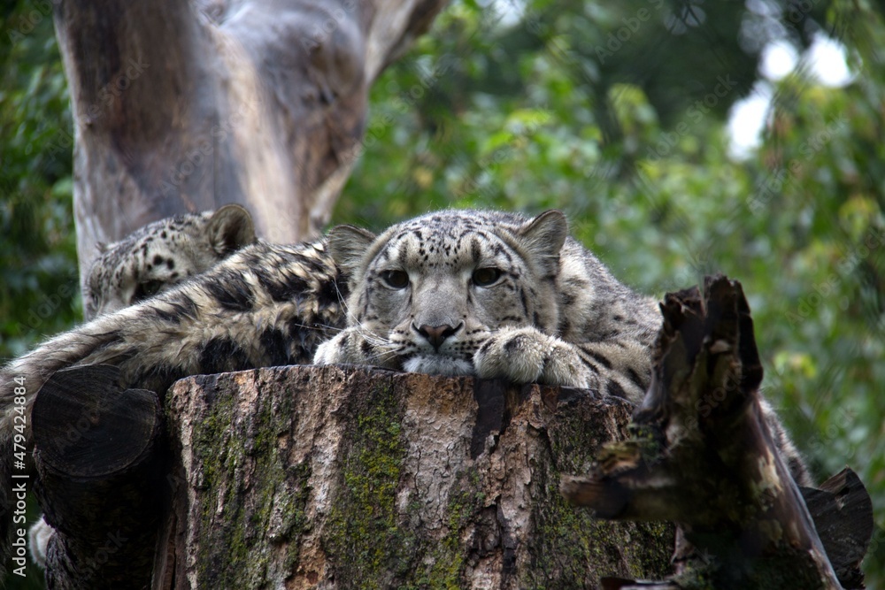 Fototapeta premium snow leopard