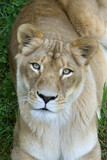close up of a female lion