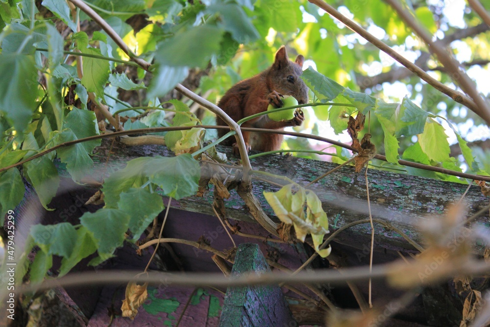 Obraz premium squirrel on the tree