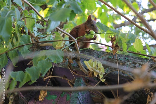 squirrel on the tree