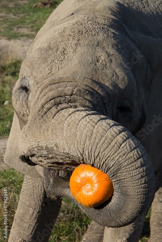 close up of an elephant eating a pumpkin