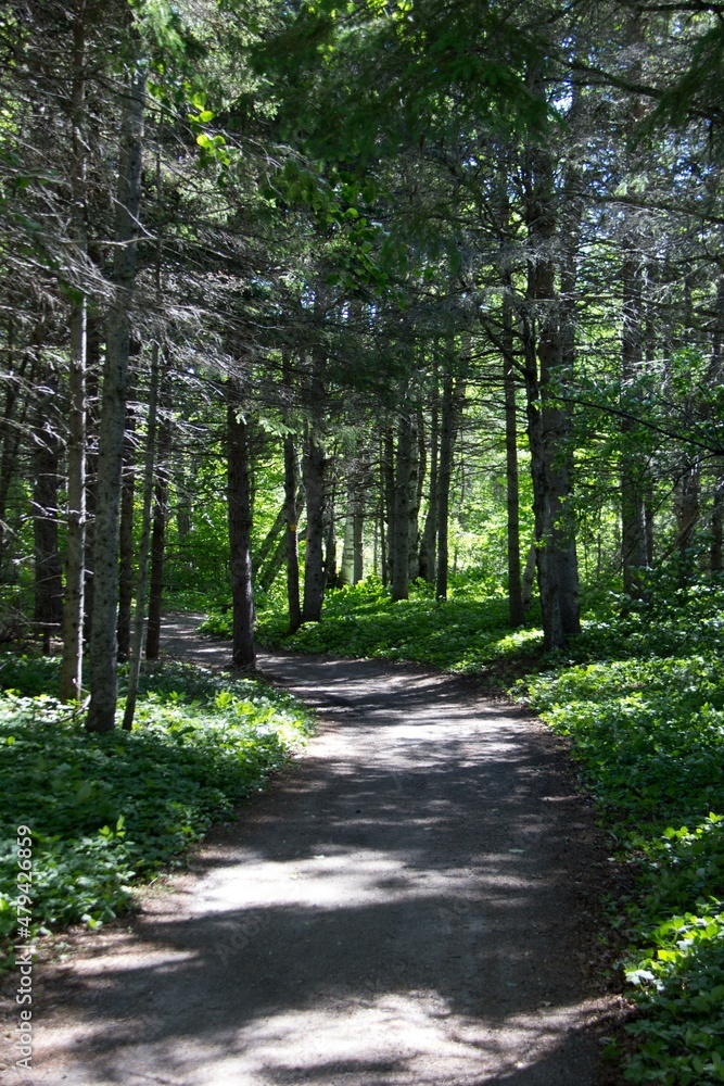 Obraz premium path in the woods