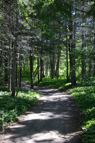 path in the woods