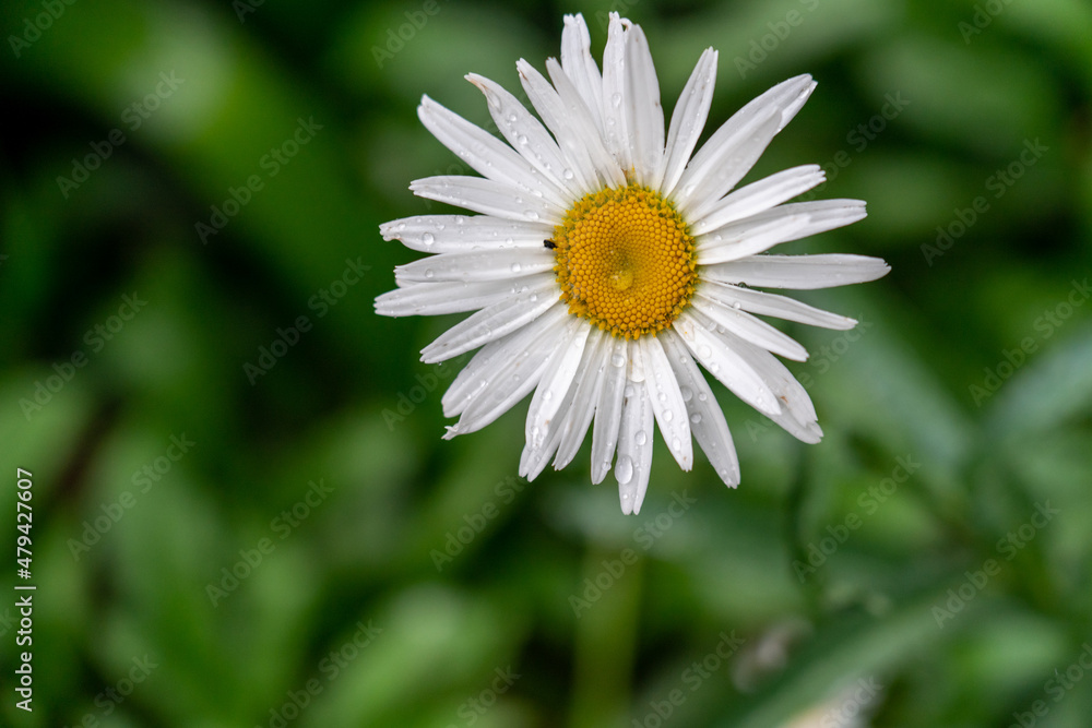 Fototapeta premium closeup of daisy flower with rain drops on petals