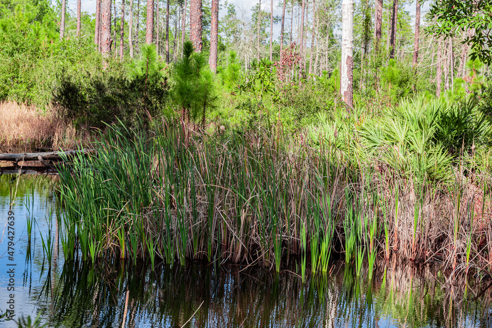 Obraz premium Cattails growing in Florida wetlands in Tiger Bay State Park.