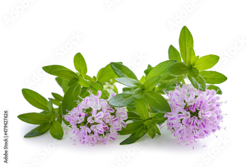 Summer savory plant with flowers photo