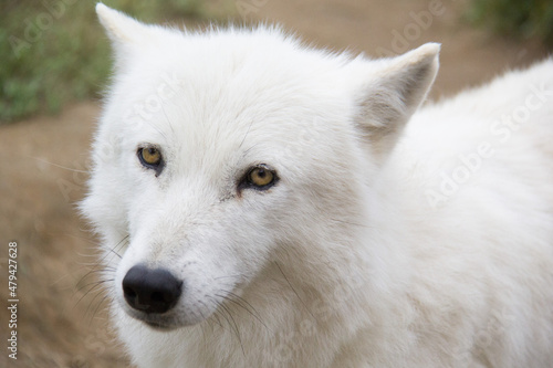 white wolf portrait