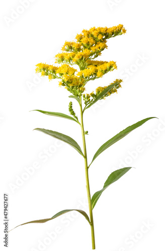 Tableau sur toile Yellow goldenrod flowers