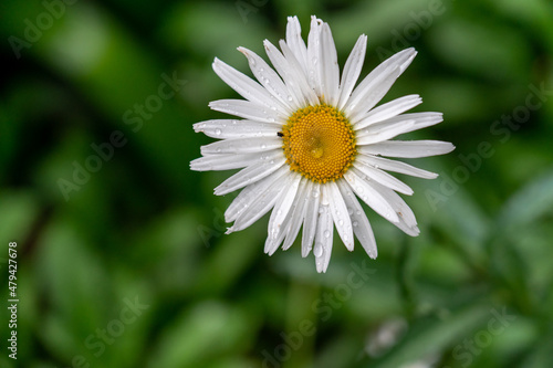 daisy flower closeup with rain drops on it after the rain