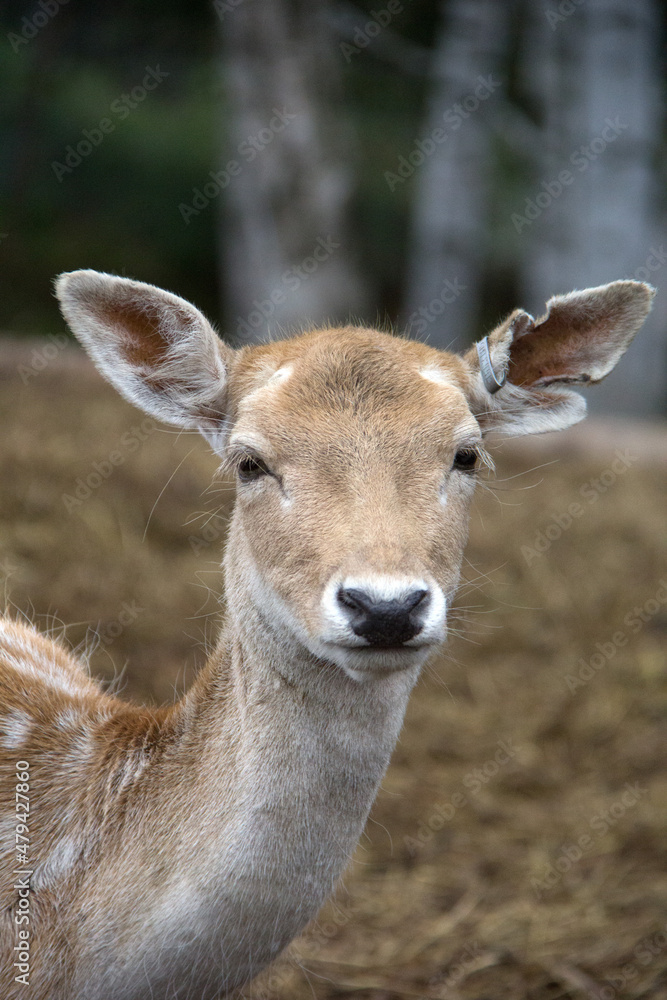 deer in the woods