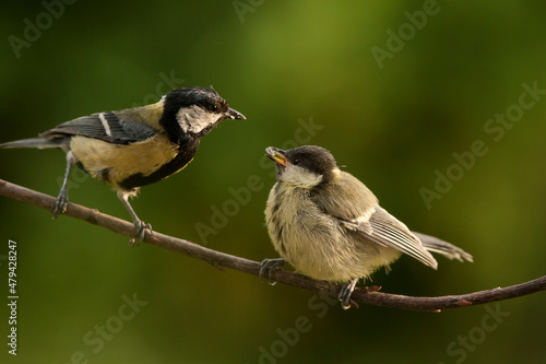 Sikora bogatka (Parus major) Great Tit  © artel120(Minasyan)