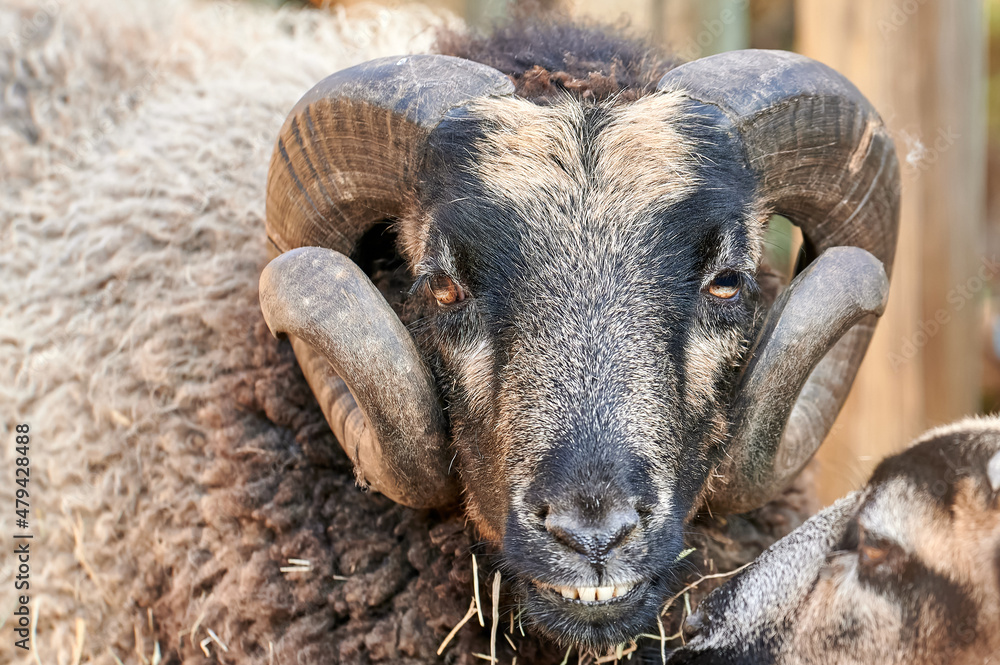 Very close portrait of a bighorn sheep (Ovis canadensis) looking in front of the camera where we can appreciate its eyes and its huge horns Very close portrait of a bighorn sheep (Ovis canadensis) looking in front of the camera where we can appreciate its eyes and its huge horns