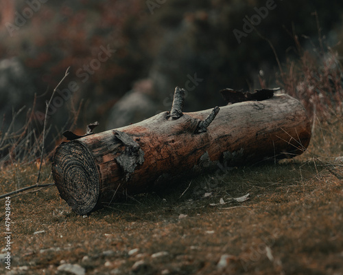 El paso del tiempo de la naturaleza, tronco viejo partido, tronco tirado en medio del bosque photo