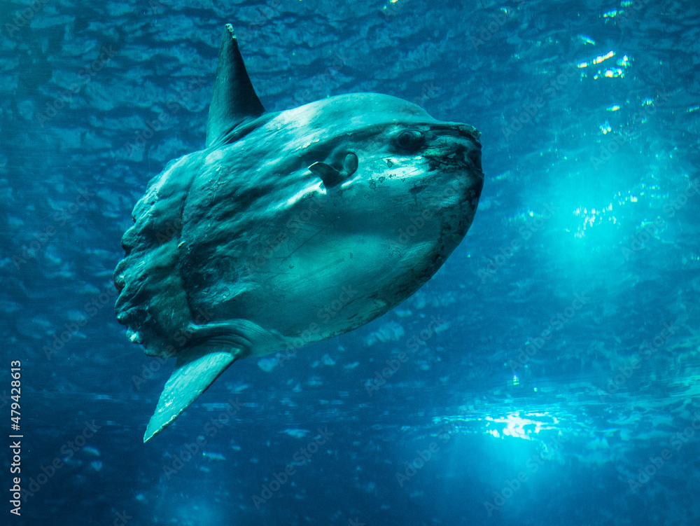 Fototapeta premium ocean sunfish swimming underwater