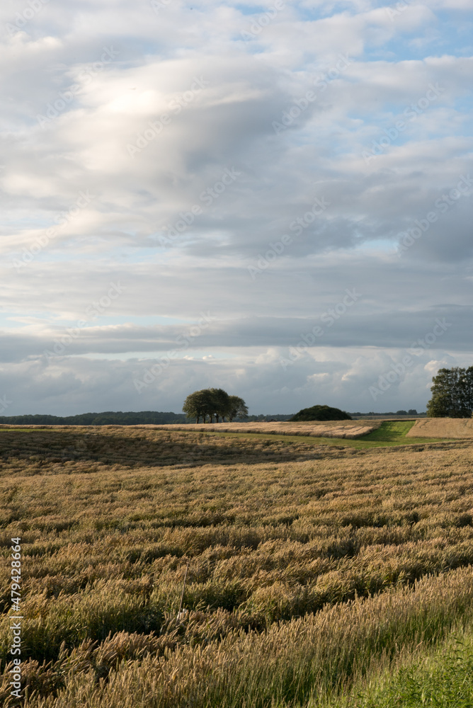 field and cloudy sky in the swedish countryside field and cloudy sky in the swedish countryside