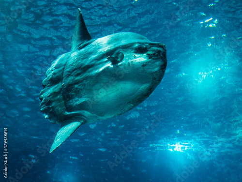 ocean sunfish swimming underwater