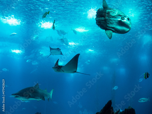 exotic fish swimming underwater