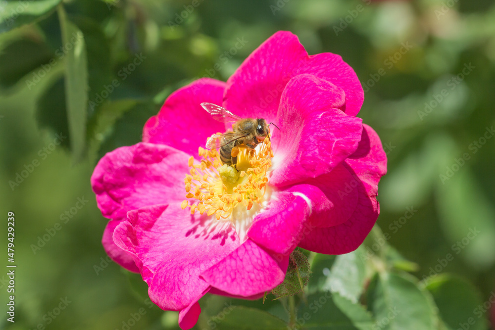 Blütenmakro Blütenmakro