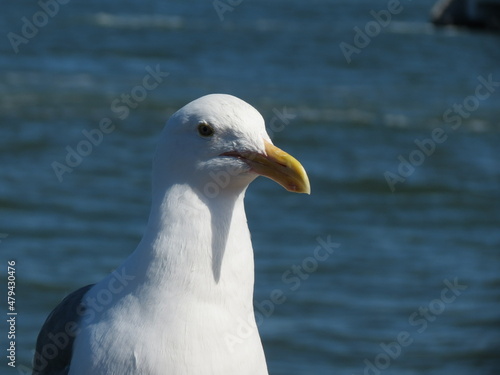 Perched Gull