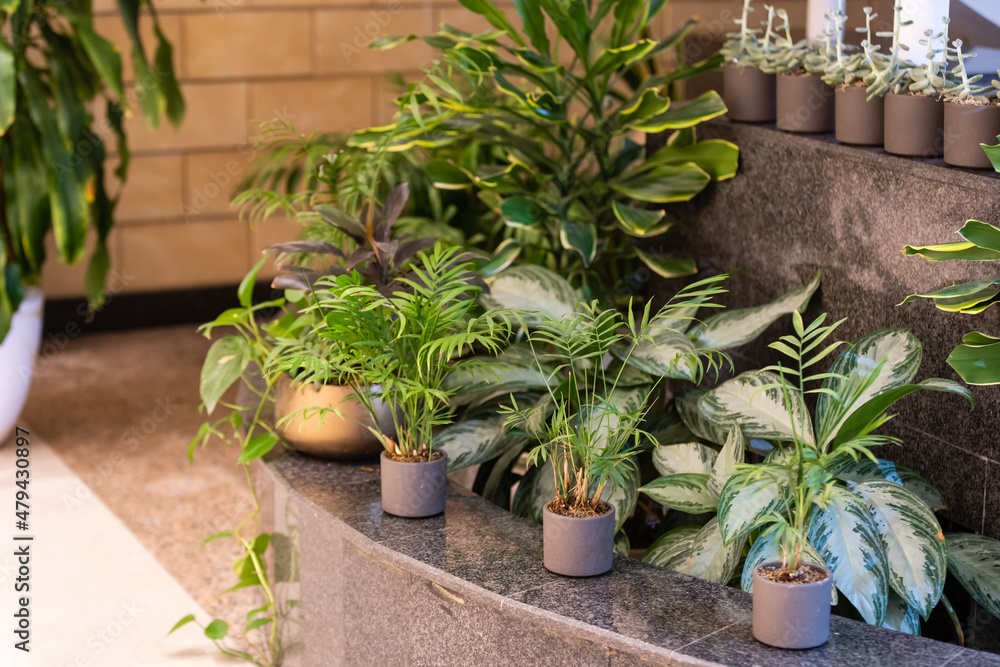 The stylish room filled with a lot of modern plants in different clay pots. Modern composition of home garden