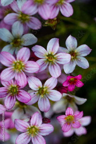 pink and white flowers © halitomercamci